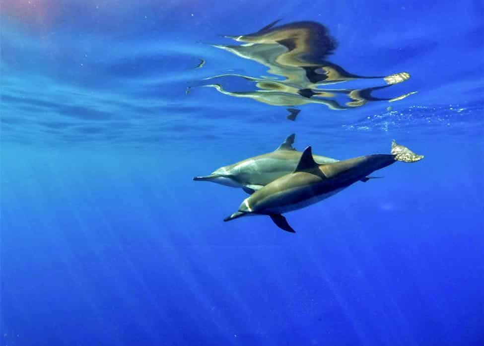 underwater photo of 2 dolphins swimming
