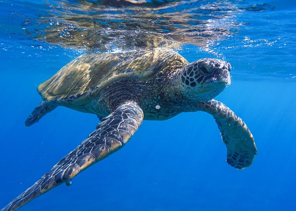 underwater photo of a green sea turtle swimming