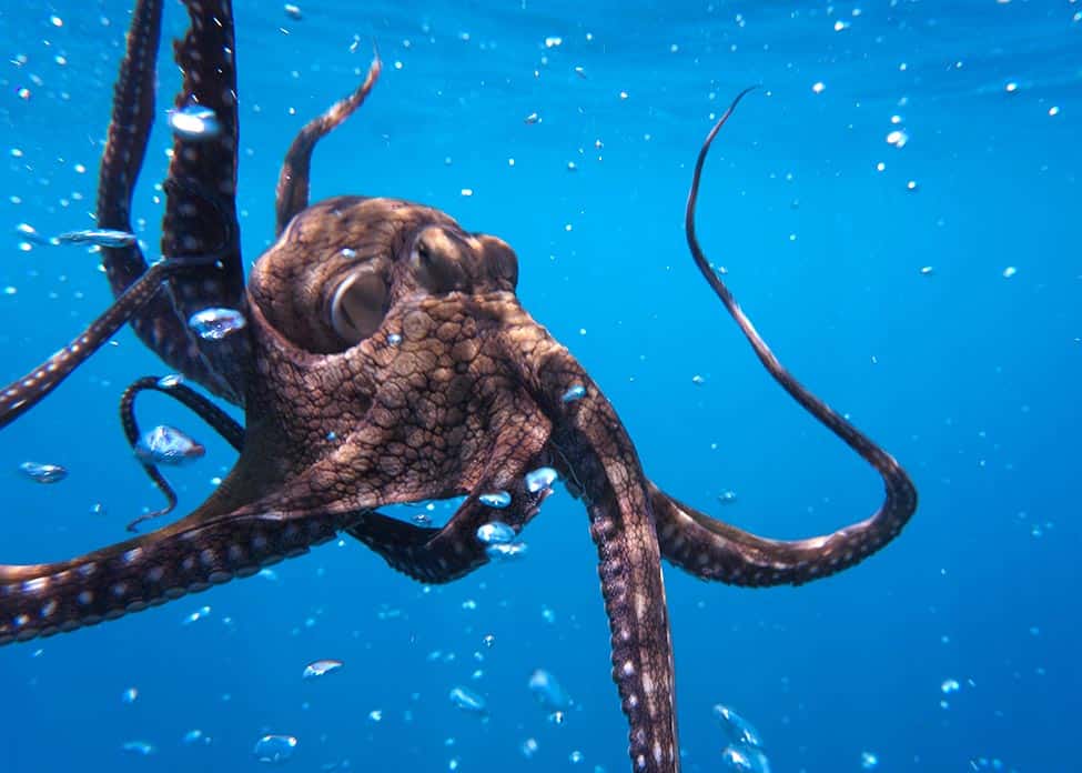 underwater photo of an octopus