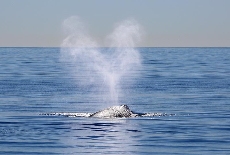 Whale blowing water into the air